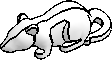 Rat